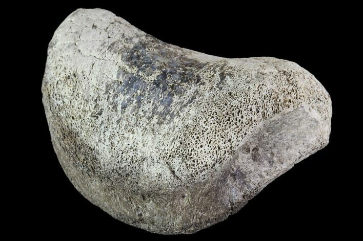 Hadrosaur Toe Bone - Alberta (Disposition #-) #95132
